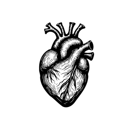 Detailed vector illustration of an anatomical heart. Ideal for medical, scientific, educational, or creative projects. Perfect for visualizing cardiology, anatomy, and related health concepts.のイラスト素材