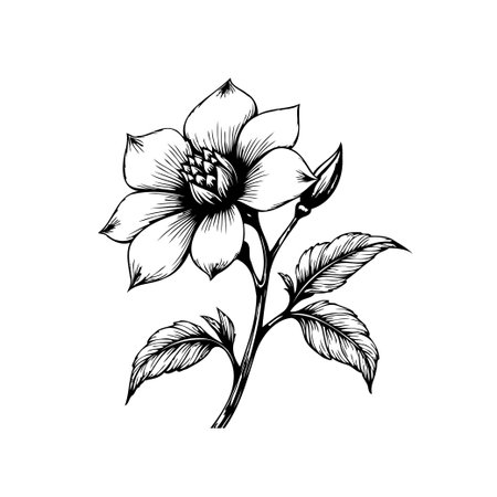 A detailed botanical illustration featuring a blooming flower with delicate petals and textured leaves. The black and white ink drawing showcases the beauty of nature in an elegant and artistic style.のイラスト素材