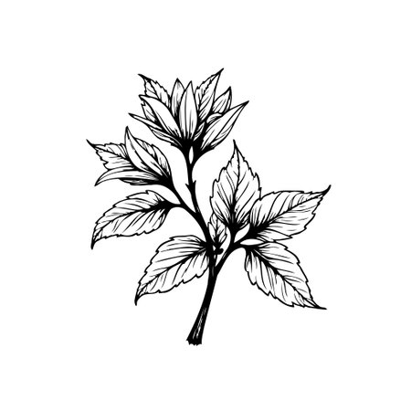 A detailed botanical illustration features a flowering plant with intricate leaf and petal designs. Ideal for nature-inspired designs, artistic projects, and decorative elements.のイラスト素材