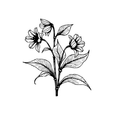 A delicate floral illustration showcases a plant with blossoming flowers and leaves. The design is hand-drawn, offering a vintage and elegant touch, perfect for botanical or nature-themed projects.のイラスト素材