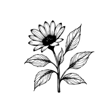 A hand-drawn botanical illustration of a daisy, featuring fine lines and delicate details. Ideal for adding a touch of elegance to any design.のイラスト素材