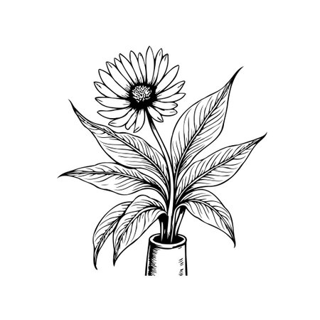 Elegant botanical drawing featuring a sunflower in a vase. The detailed line art showcases the floral arrangement with intricate leaves and petals, creating a minimalist and artistic design.のイラスト素材