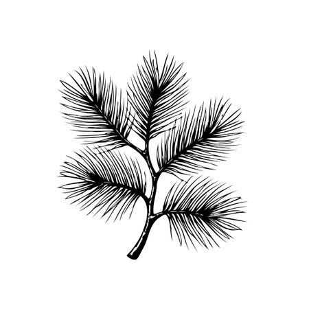 A detailed illustration of an evergreen branch, perfect for adding a touch of nature to your designs. Ideal for cards, invitations, and decorative projects.のイラスト素材