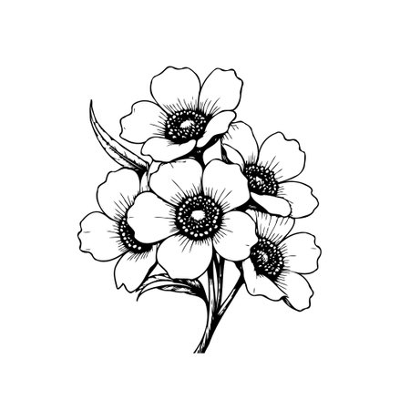 A delicate monochrome illustration of anemone flowers. This botanical drawing showcases the elegance and simplicity of floral beauty. Perfect for adding a touch of natural charm to any design.のイラスト素材