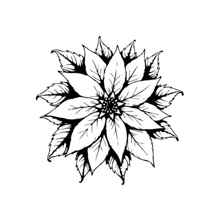 An elegant black and white poinsettia flower illustration. This timeless design highlights intricate botanical details. Suitable for creating artistic and festive graphic for Christmas season.のイラスト素材