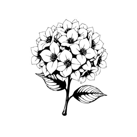 A detailed black and white illustration of a hydrangea flower. Showcasing botanical art, perfect for designs that require a blend of floral elegance and minimalist aesthetics.のイラスト素材