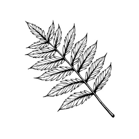 A detailed botanical illustration features a fern leaf, rendered in black and white. The elegant design captures the freshness and simplicity of nature.のイラスト素材