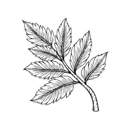 Detailed botanical illustration of a fern leaf showcasing intricate vein patterns. Perfect for adding a touch of natural elegance to any design project.のイラスト素材