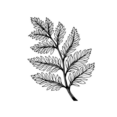 This is a delicate fern frond drawing illustration, that showcases nature's beauty with detailed outlines, creating a minimalist and elegant botanical design perfect for various decorative purposes.のイラスト素材