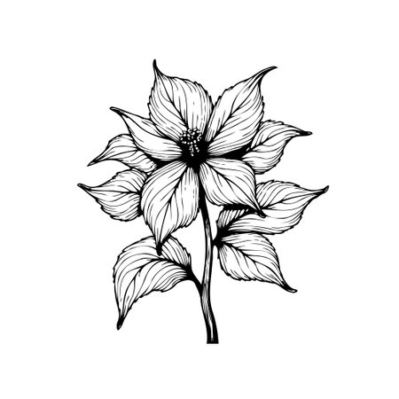 A delicately drawn poinsettia flower illustration. Its monochrome aesthetic and botanical style make it perfect for adding a touch of nature and elegance to designs.のイラスト素材