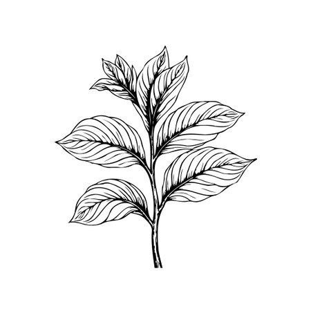 A detailed botanical illustration of a plant branch with leaves. This elegant drawing is perfect for adding a touch of nature to your design projects.のイラスト素材