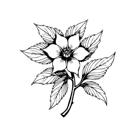 A detailed black and white botanical illustration of a blooming flower with surrounding leaves. The artwork showcases intricate line work and artistic flair, perfect for nature-themed designs.のイラスト素材