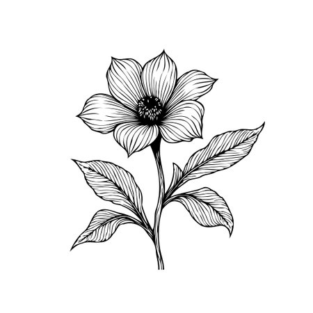 This elegant botanical illustration features a flower and leaves, showcasing delicate linework and organic form. It is a beautiful drawing, that evokes a sense of nature's beauty.のイラスト素材