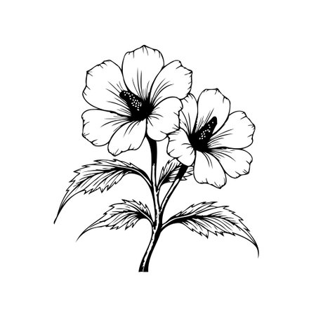 This black and white line art illustration showcases elegant hibiscus flowers and leaves. It's perfect for adding a touch of nature to any design project.のイラスト素材