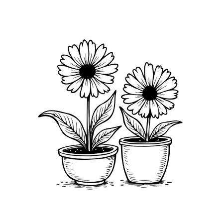 A hand-drawn illustration features two potted daisy flowers in a minimalist black and white line art style, suitable for decorative and botanical designs.のイラスト素材
