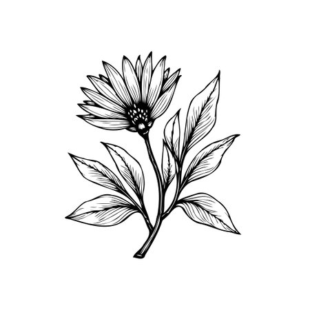 A delicate and detailed botanical illustration of a flower blossom with leaves. The artwork is rendered in a classic black and white monochrome style.のイラスト素材