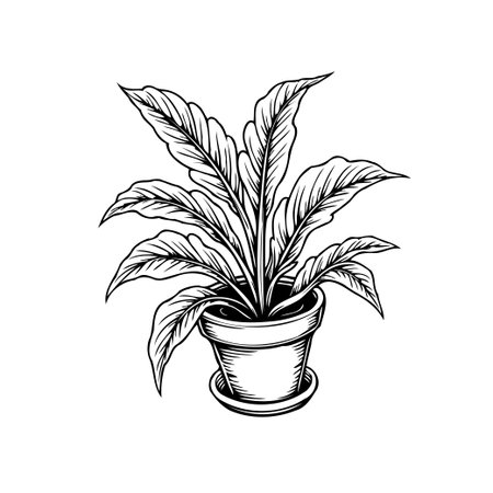 A detailed line drawing of a peace lily plant in a pot. Isolated on white background, perfect for adding a touch of nature and elegance to any project.のイラスト素材
