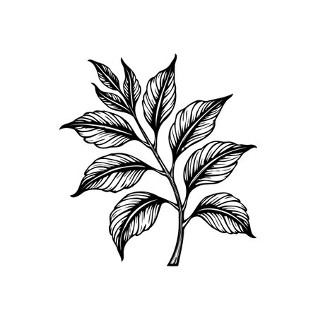 A beautifully detailed botanical illustration featuring a branch adorned with leaves. The monochrome artwork captures the essence of nature in a minimalist, elegant style, perfect for decorative purposes.のイラスト素材