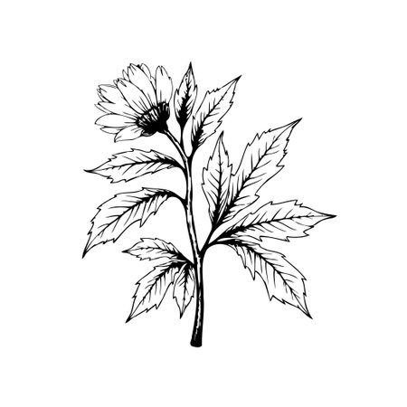 A minimalist botanical illustration showcasing a delicate flower with detailed leaves on a stem. The design exudes natural beauty and elegant simplicity.のイラスト素材