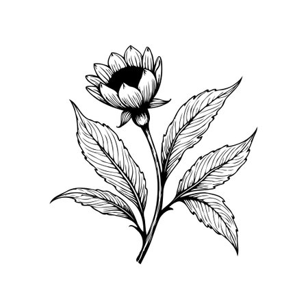 Elegant botanical illustration of a flower in black and white, featuring intricate details of the bloom and leaves, perfect for designs, art, and decorative elements.のイラスト素材