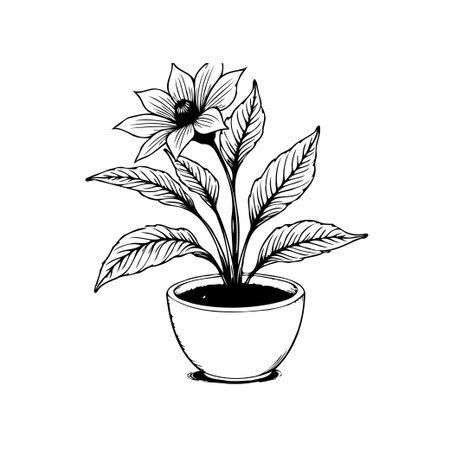 This elegant botanical drawing showcases a flowering plant in a pot. This detailed illustration adds a touch of nature and vintage charm to any design.のイラスト素材