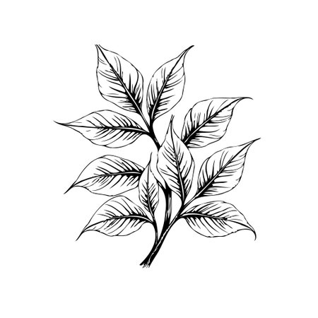 A detailed botanical illustration showcases a cluster of leaves with delicate line work. The monochromatic design captures the organic beauty of nature in a simple yet elegant style.のイラスト素材