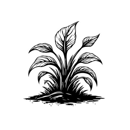 A detailed botanical illustration depicts a plant with large, elegant leaves, showcasing nature's beauty in a simple black and white sketch.のイラスト素材