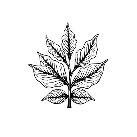 An elegant botanical illustration showcases a meticulously hand-drawn leaf with intricate details. The drawing highlights the beauty of nature in a simple and artistic style.のイラスト素材