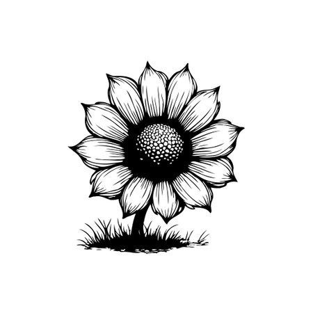 A meticulously drawn sunflower illustration, featuring delicate line work and intricate details. This botanical artwork captures the essence of floral beauty in a monochrome palette.のイラスト素材