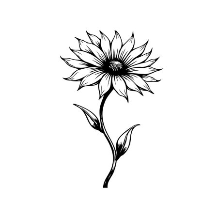 Detailed black and white drawing of a sunflower with delicate petals and stem, perfect for botanical illustrations or artistic designs, creating a simplistic and sophisticated look.のイラスト素材