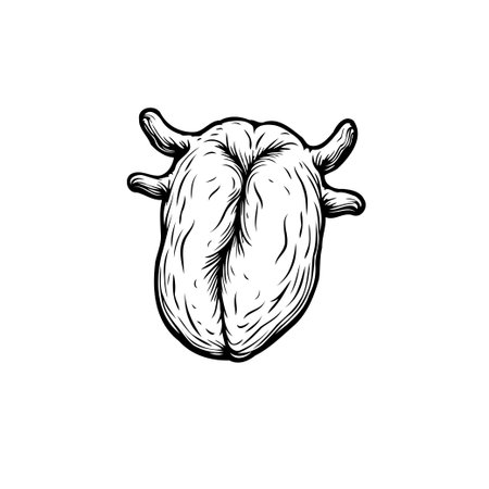 This illustration features a stylized anatomical heart, combining artistic interpretation with anatomical detail. It represents medical accuracy and graphic clarity.のイラスト素材