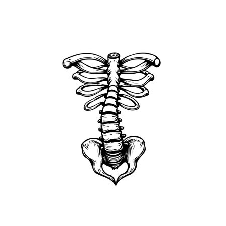 A detailed black and white illustration displays a human torso skeleton, focusing on the spine, ribcage, and pelvic structure. Ideal for medical or educational purposes.のイラスト素材