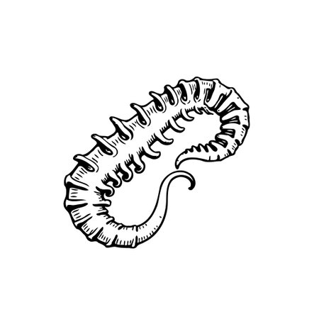 A monochrome vector illustration of a sea creature, showcases an isolated invertebrate animal, abstract curves, a textured drawing, and marine life.のイラスト素材