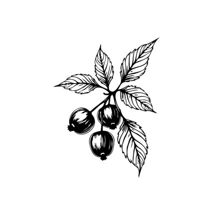 An intricate botanical illustration presents berries suspended from a branch, accompanied by detailed foliage. The delicate linework and monochrome palette offer a classic aesthetic, making it aのイラスト素材