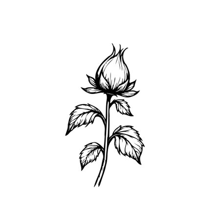 A graceful botanical illustration displays a budding rose stem with intricately detailed leaves. The monochrome line work captures the essence of natural beauty and the delicate art of floral designのイラスト素材