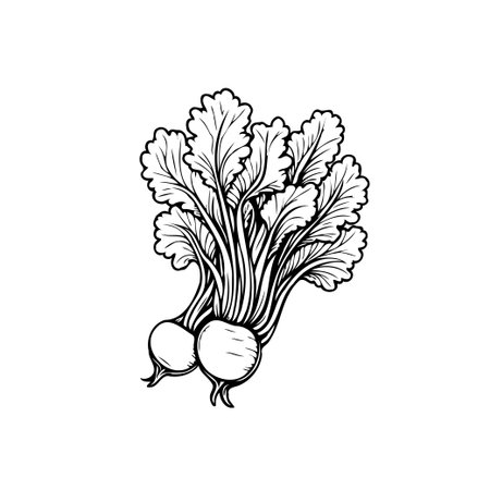 A detailed botanical illustration features two radishes still attached to their lush green leaves, capturing the essence of fresh produce, the artwork provides a clean and versatile image suitableのイラスト素材