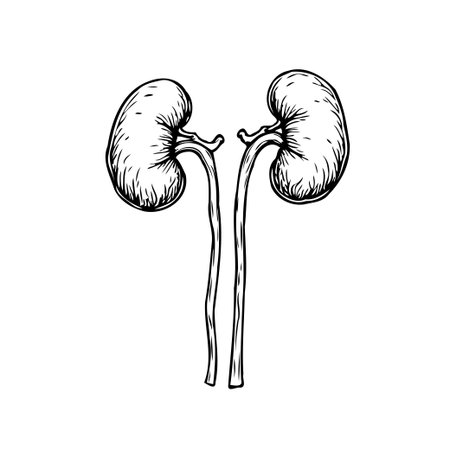 Detailed monochrome illustration displays human kidneys. This drawing highlights anatomical structure and their role in the urinary system. It shows the vital role kidneys play in excretion andのイラスト素材