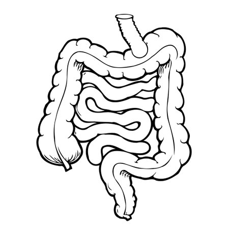 A detailed black and white illustration showcases the human digestive system, with a focus on the large and small intestines. The image highlights the anatomical structure and process of digestionのイラスト素材