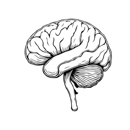 A detailed black and white illustration showcasing the human brain with emphasis on its anatomical intricacies. Ideal for educational material, medical presentations or projects related to cognitiveのイラスト素材