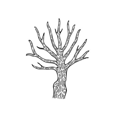 A solitary bare tree stands stark against the white backdrop, showcasing nature's resilience in winter. Its intricate branch structure and detailed trunk create a compelling visual, embodyingのイラスト素材