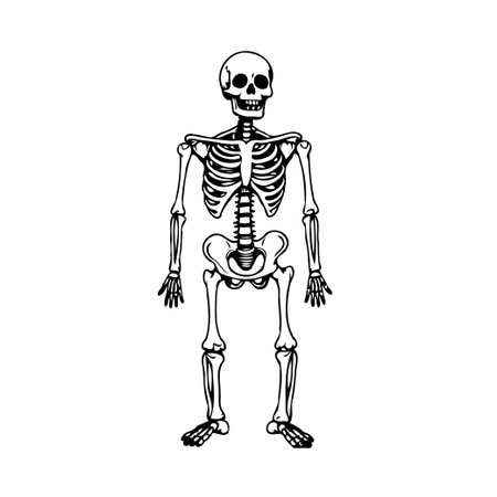 This detailed monochrome illustration depicts a stylized human skeleton, ideal for educational resources, medical visuals, or Halloween themes. The skeletal system is artistically rendered withのイラスト素材
