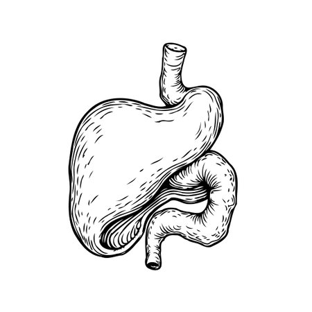 A detailed anatomical illustration of the human stomach and digestive system organs. Black and white drawing artwork shows the complexities of the stomachのイラスト素材