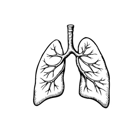 Detailed anatomical illustration of human lungs, showcasing the intricate network of bronchi and alveoli. The image promotes awareness of respiratory health, functioning, and medical researchのイラスト素材