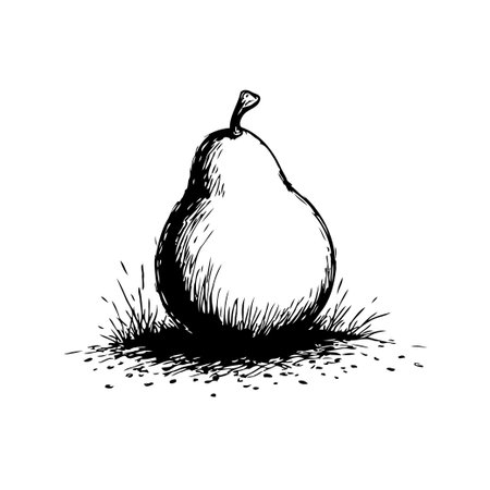 A detailed sketch showcases a pear elegantly resting on the ground, surrounded by foliage. The illustration captures the simplicity and freshness of the fruit, perfect for illustrating organicのイラスト素材
