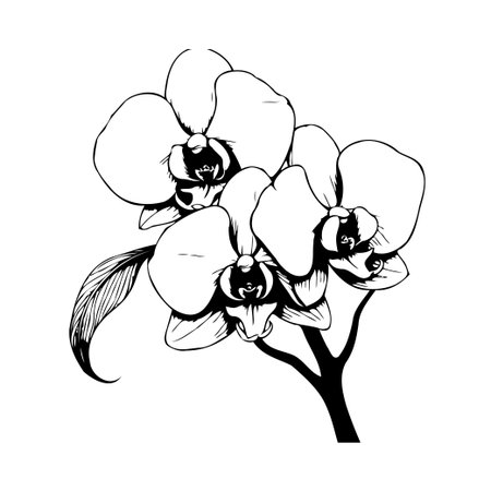 Elegant orchid blossom design in monochrome. This minimalist floral illustration showcases delicate petals and graceful stems. Ideal for botanical art, backgrounds, or creative design projectsのイラスト素材