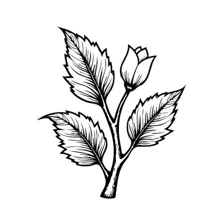 A meticulously crafted botanical illustration showcases a rose bud poised to bloom, surrounded by intricate foliage. This artwork evokes a sense of natural beauty and timeless elegance, renderedのイラスト素材