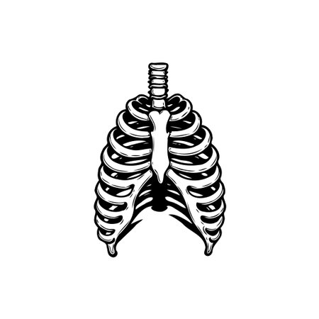 Detailed monochrome anatomical illustration of a human ribcage and sternum. The image accurately represents the skeletal structure of the chest, and it's suitable for medical, scientific, orのイラスト素材