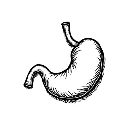 Detailed sketch of a stomach, showcasing its anatomical structure. Ideal for medical illustrations, educational materials, or health-related design projects. This image provides a clearのイラスト素材