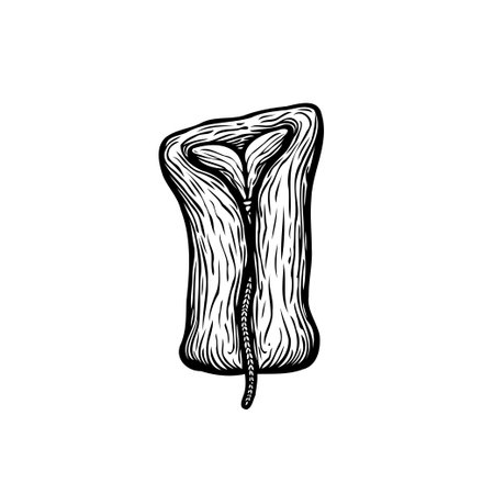 An abstract organic form, illustrated with linear engravings, offers a unique blend of simplicity and textural depth. This monochrome sketch is reminiscent of natural patterns, showcasing beautyのイラスト素材