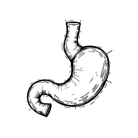 Detailed monochrome illustration of a human stomach, showcasing its anatomical features and providing a clear visual representation of the digestive organ for medical study. Suitable for educationalのイラスト素材